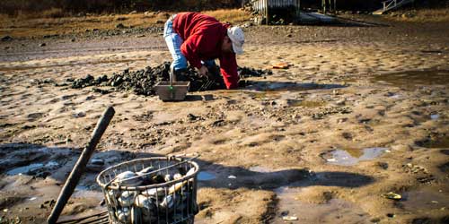 Shellfishing and Clamming in New Hampshire - Photo Credit Shutterstock