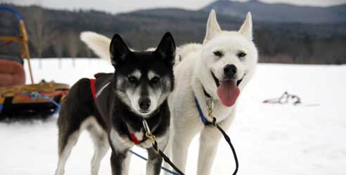 Dogsledding with Valley Snow Dogz Dog Sledding - Photo Credit NH Division of Travel and Tourism Development