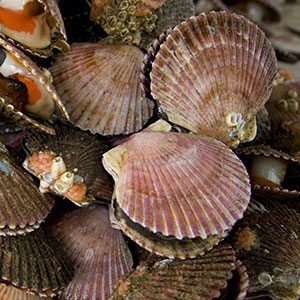 Shellfishing