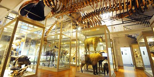 Harvard Museum of Natural History in Cambridge, MA